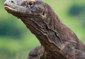 Full Day Komodo Island Hoping