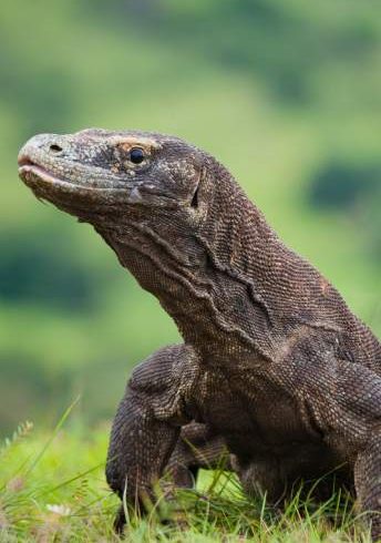 Full Day Komodo Island Hoping